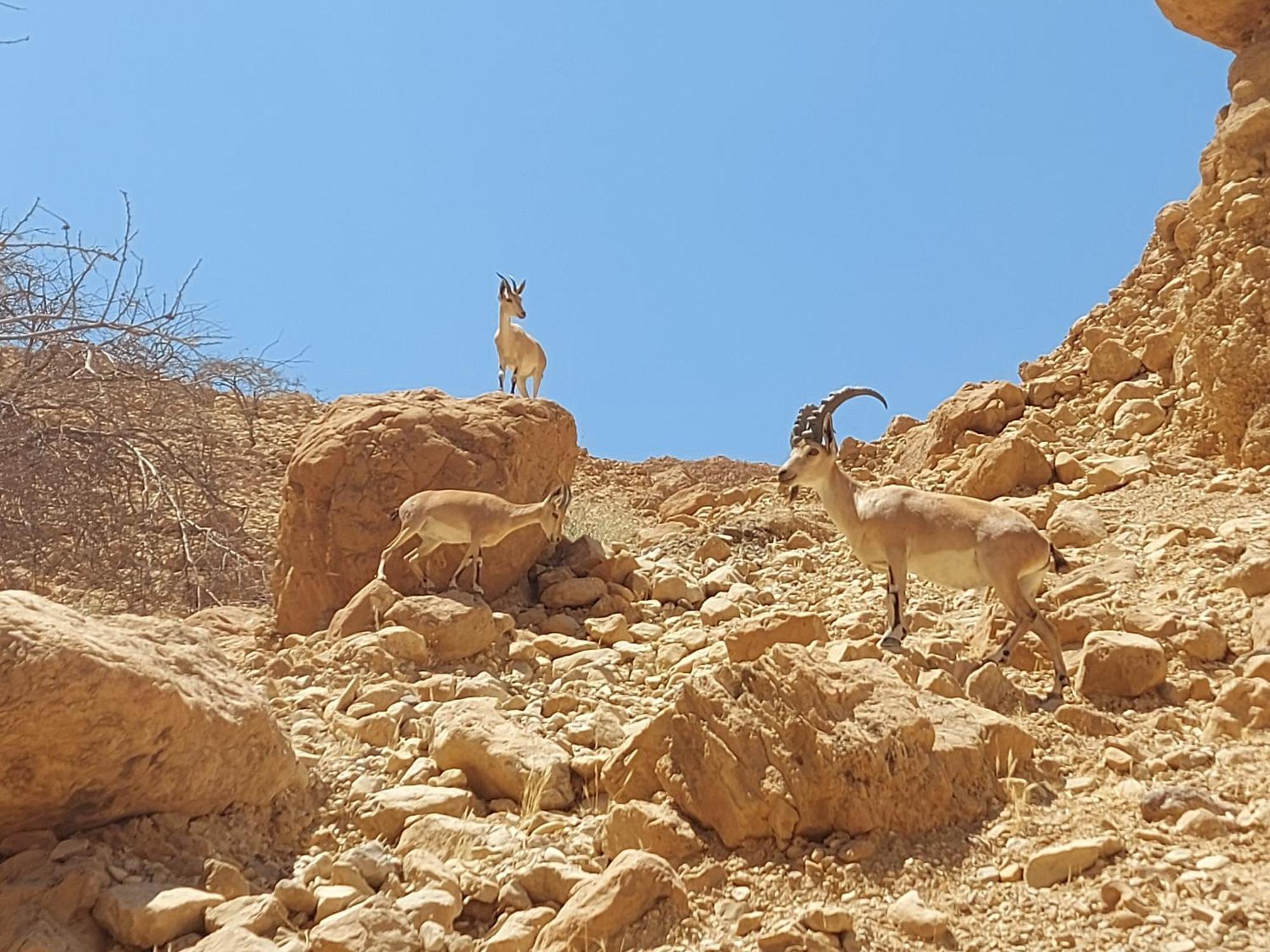 Unique&Warmy Place In The Dead Sea Avnat المظهر الخارجي الصورة